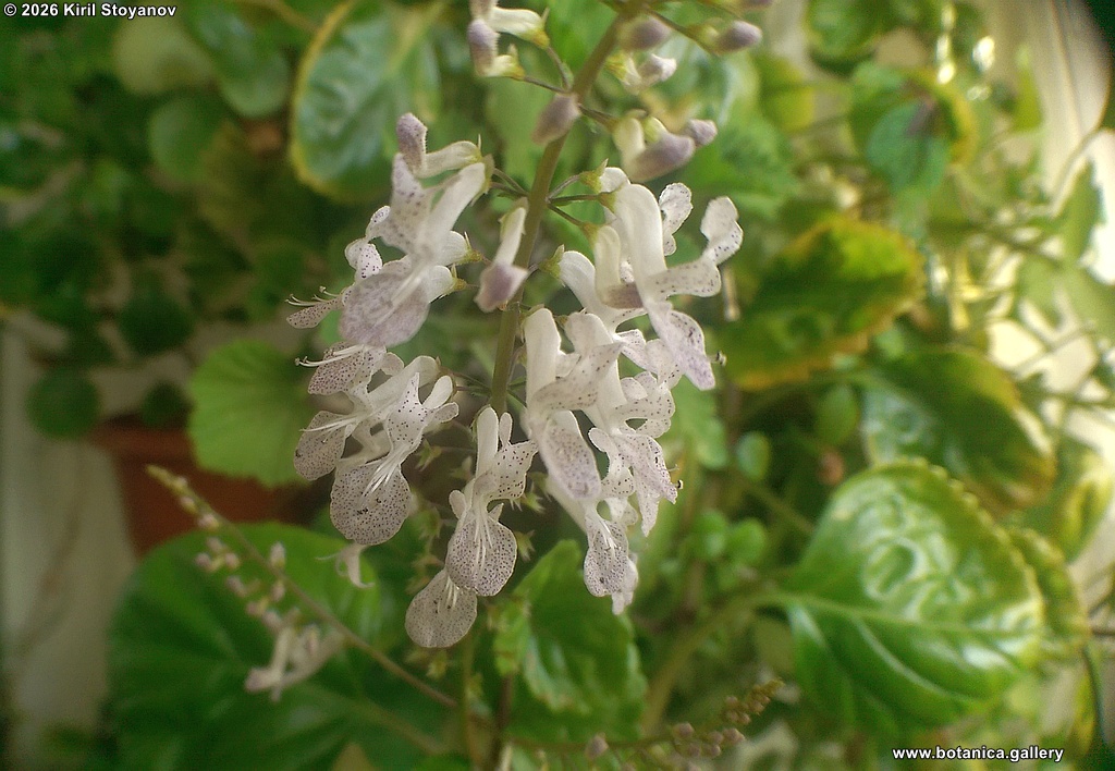 Plectranthus verticillatus