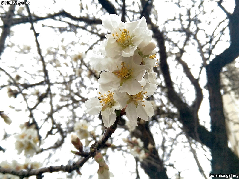 Prunus dulcis