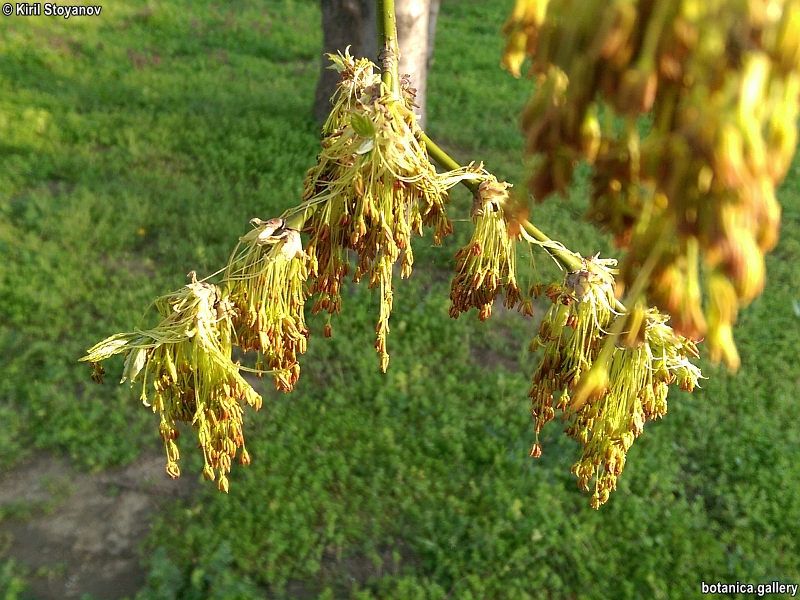 Fraxinus americana