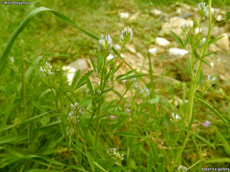 Trigonella procumbens