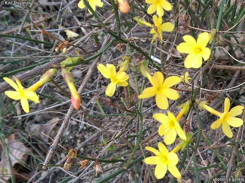 Jasminum nudiflorum