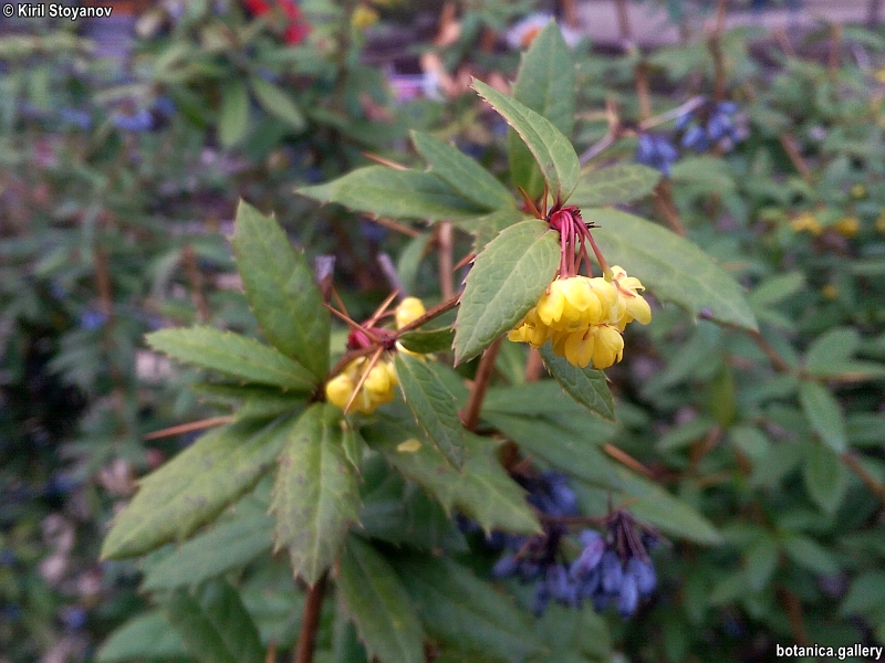 Berberis julianae