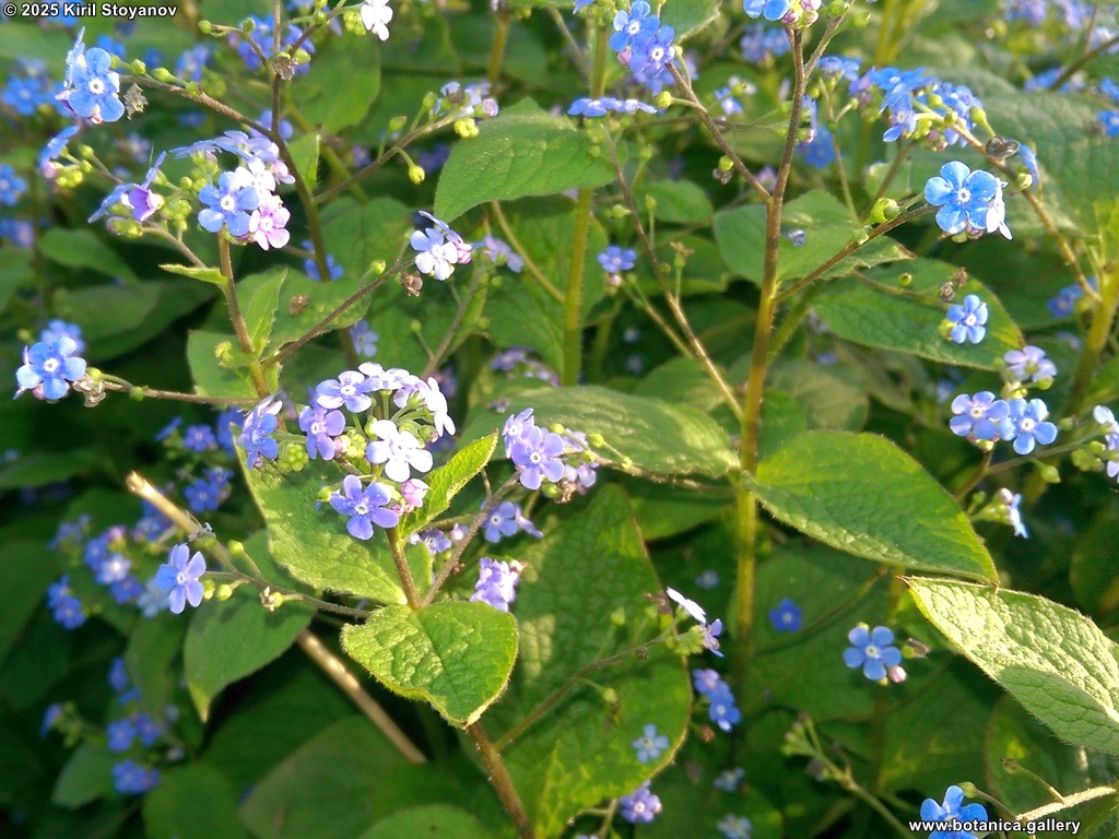 Brunnera macrophylla