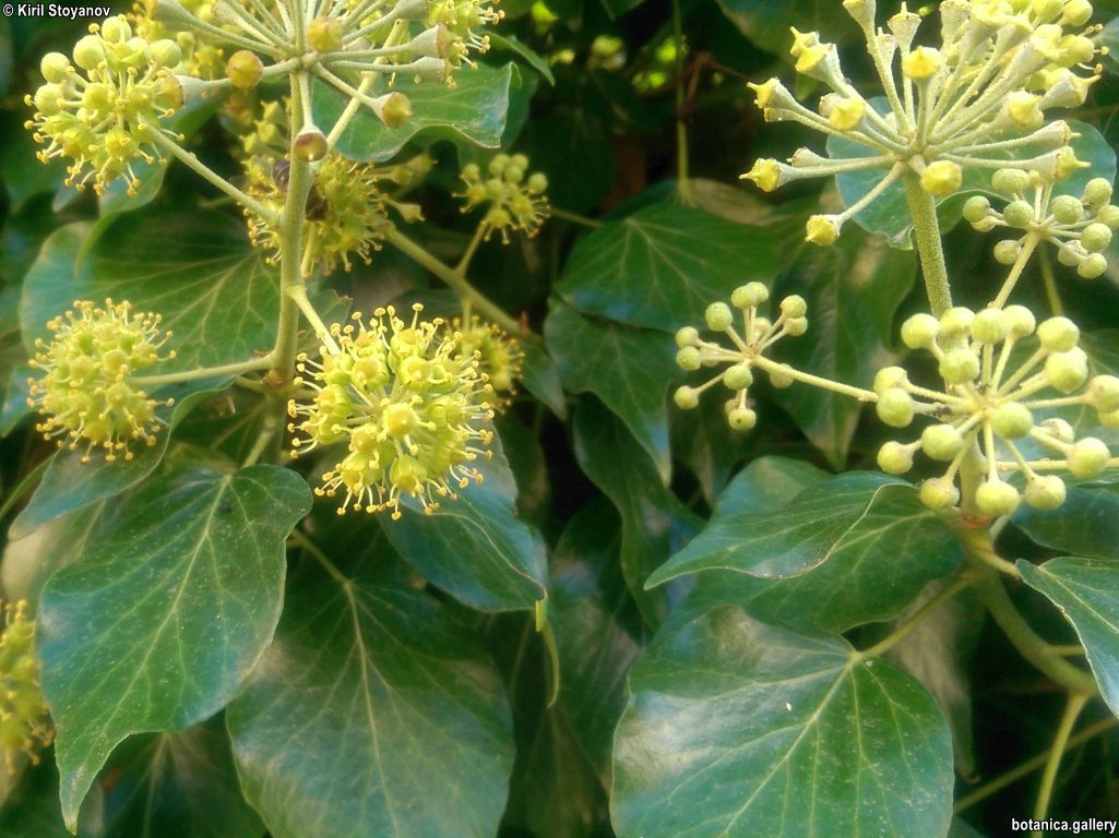 галерия Araliaceae