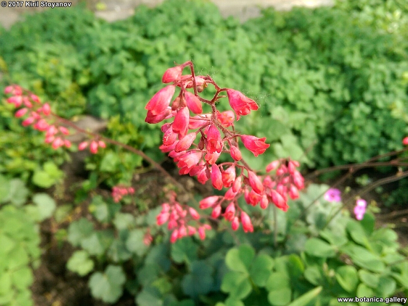 Heuchera bryzoides