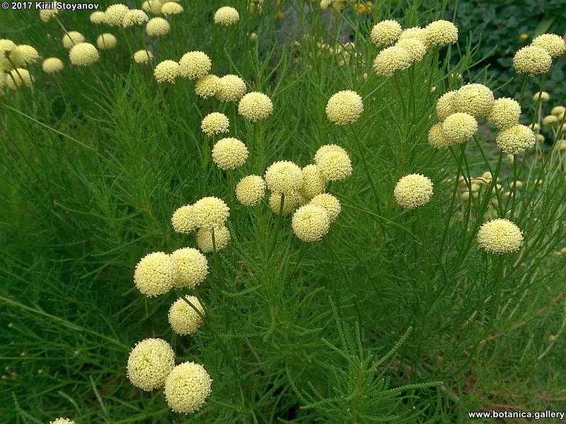 Santolina rosmarinifolia