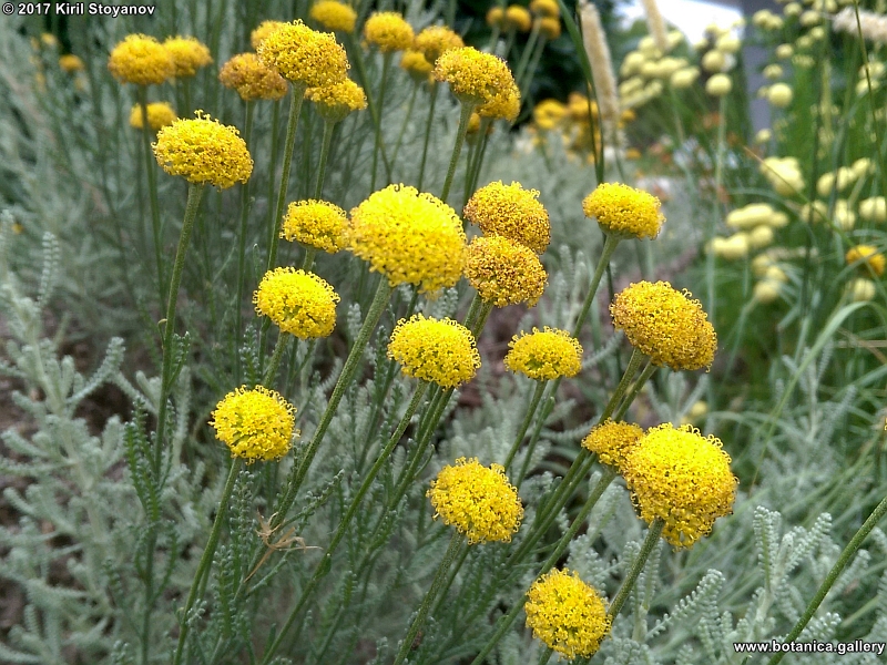 Santolina chamaecyparissus