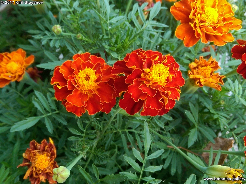 Tagetes erecta