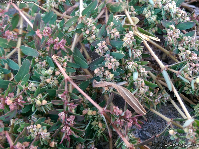 Euphorbia chamaesyce