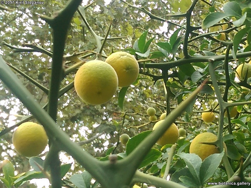 Citrus trifoliata