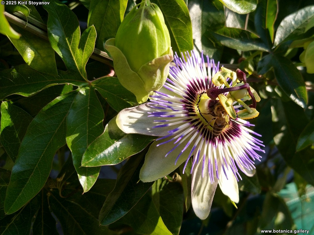 Passiflora caerulea