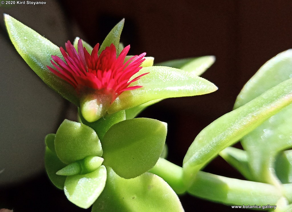 Mesembryanthemum cordifolium