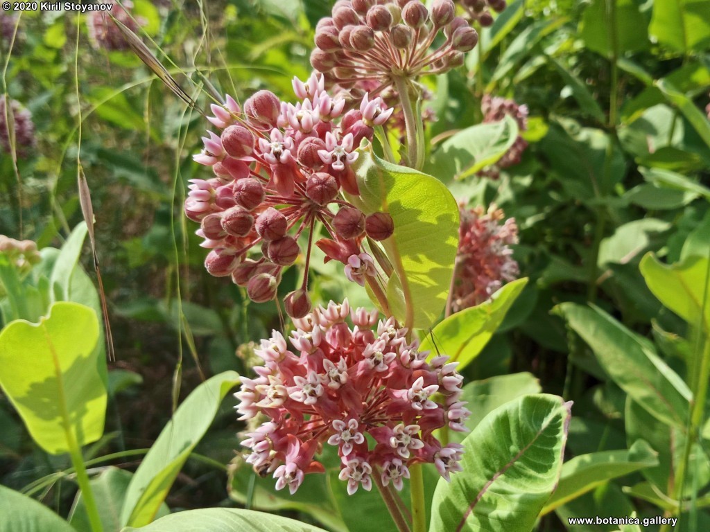 Asclepias syriaca