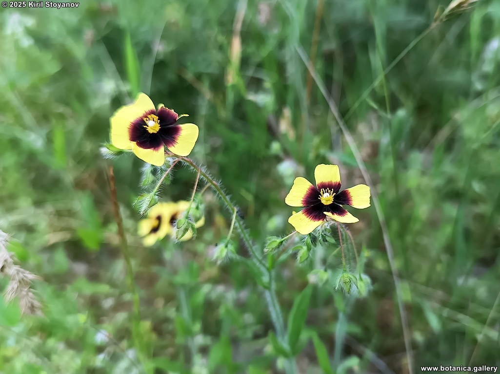 Tuberaria guttata