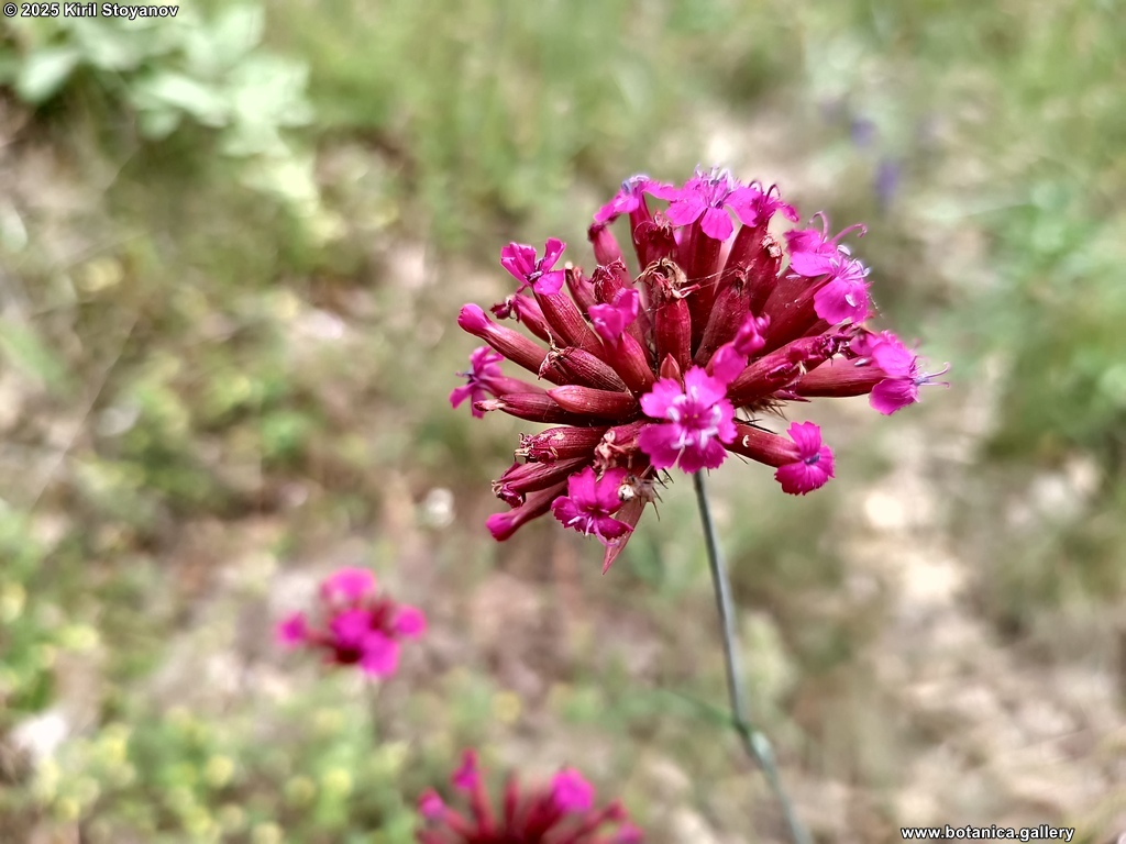 Dianthus giganteus