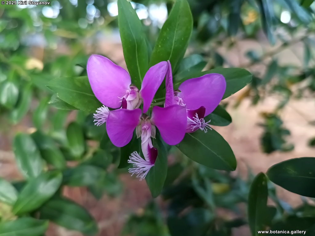 Polygala myrtifolia