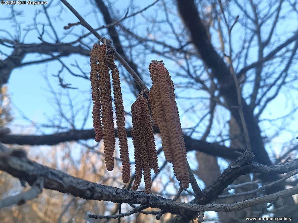 Corylus colurna