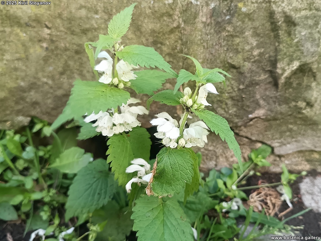 Lamium album
