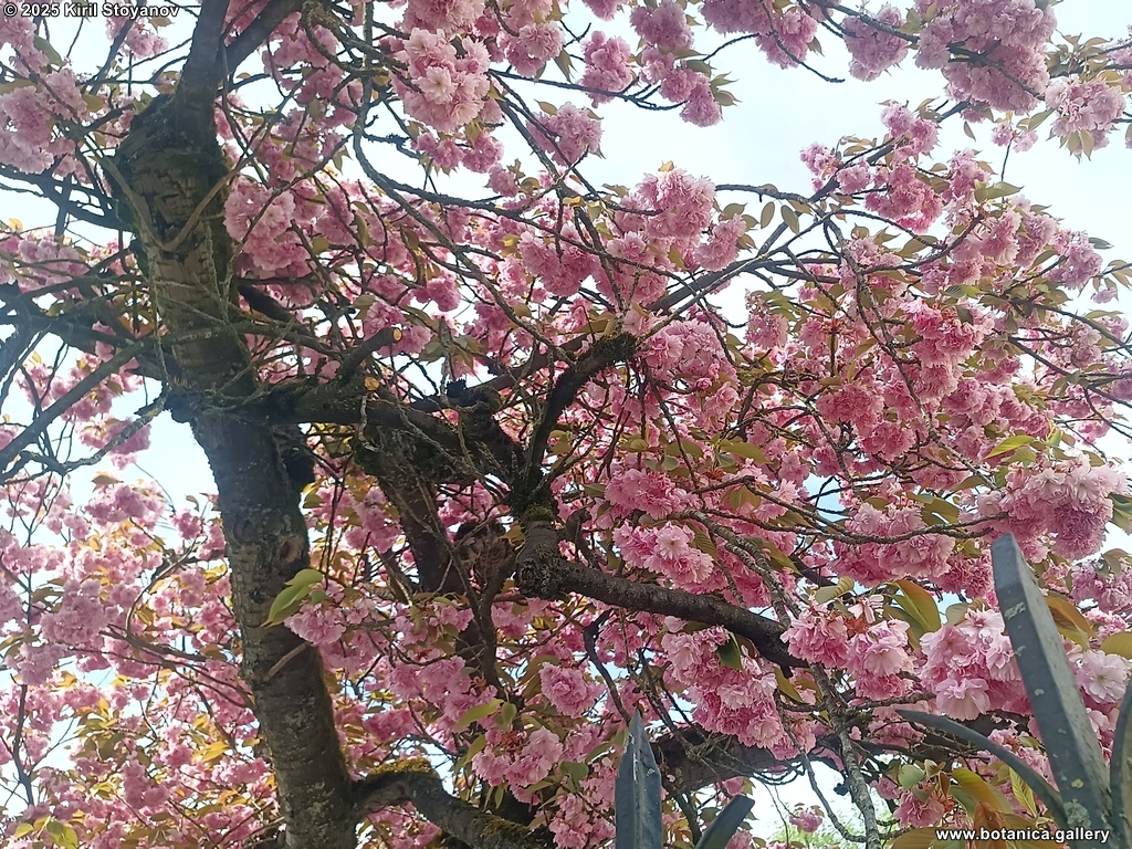 Prunus serrulata