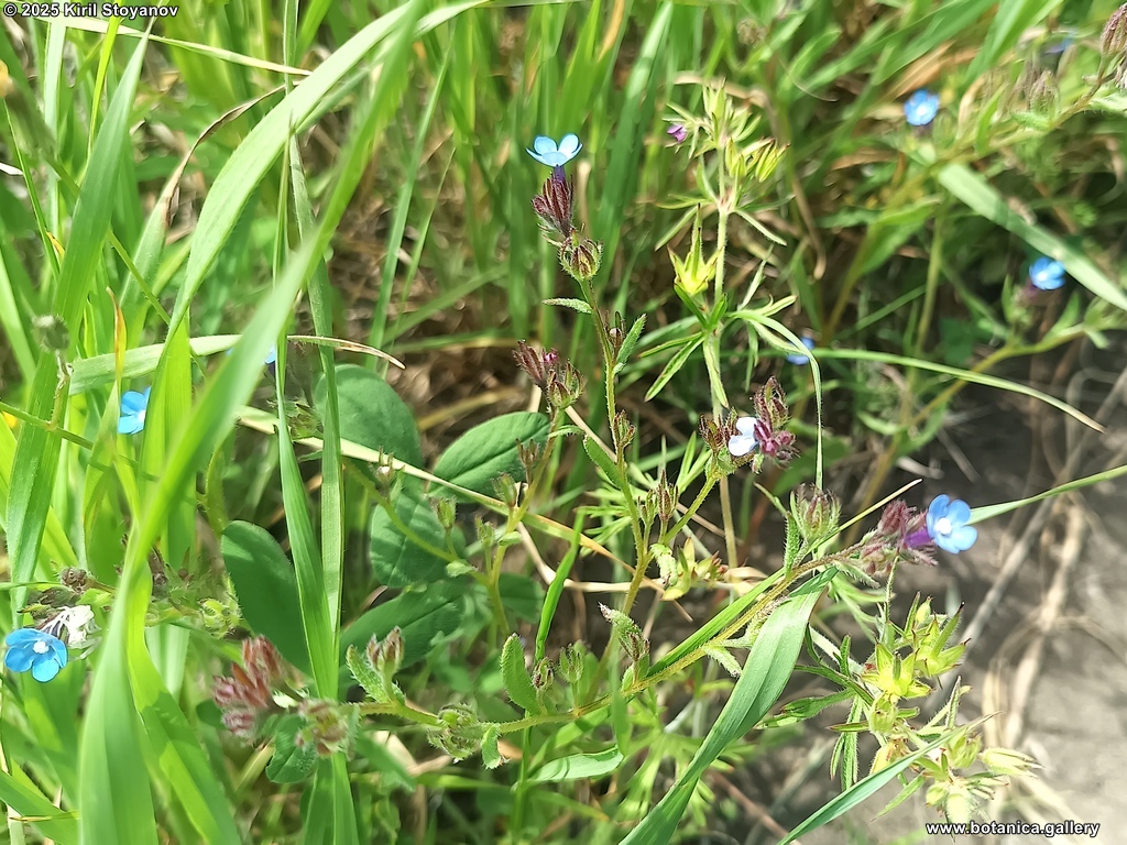 Anchusa thessala
