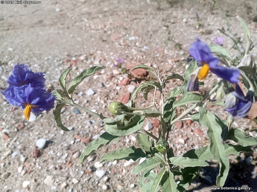 Solanum elaeagnifolium