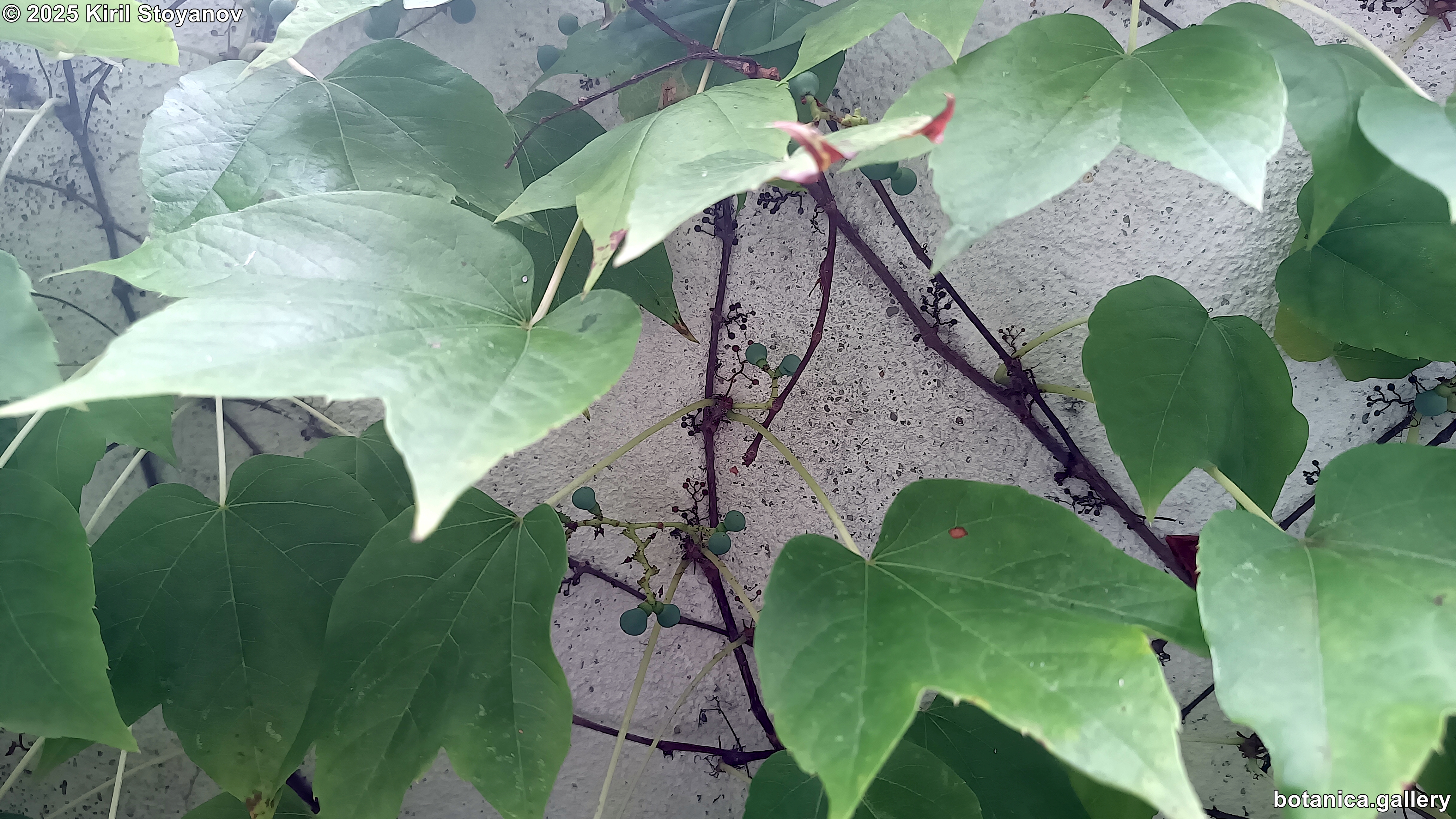 Parthenocissus tricuspidata