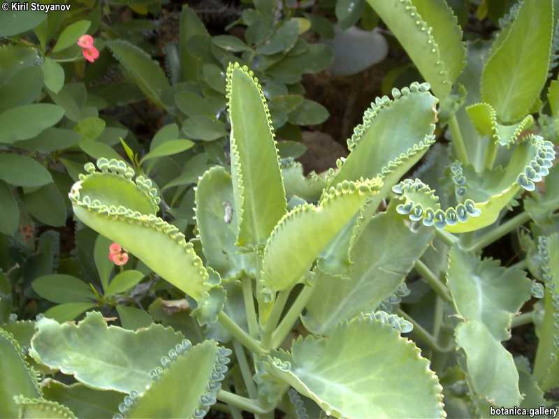 Kalanchoe sp.