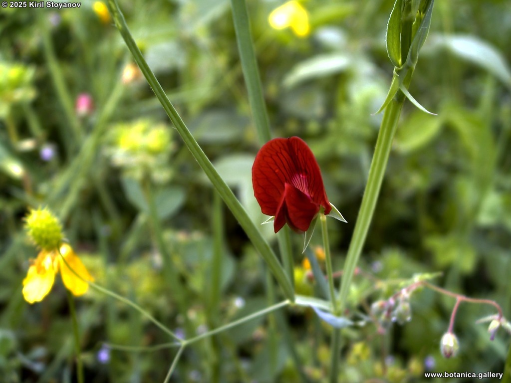 Lathyrus cicera