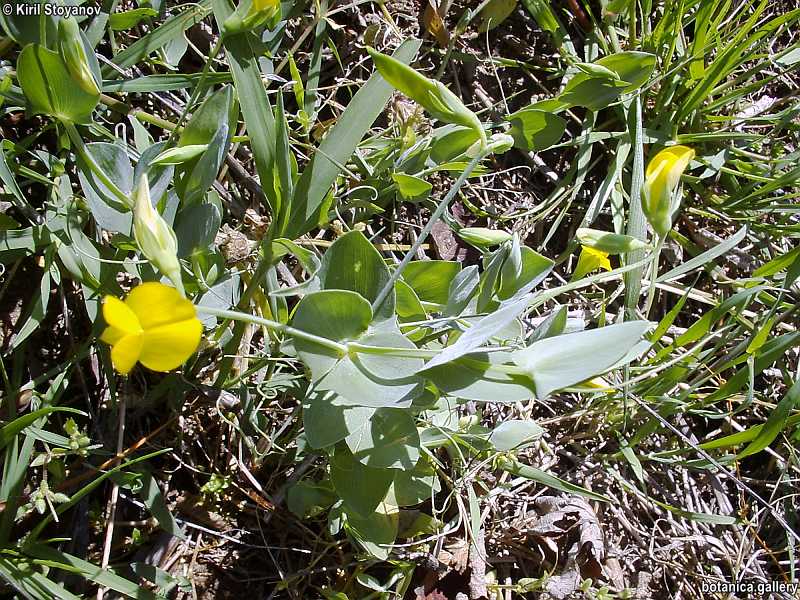 Lathyrus aphaca