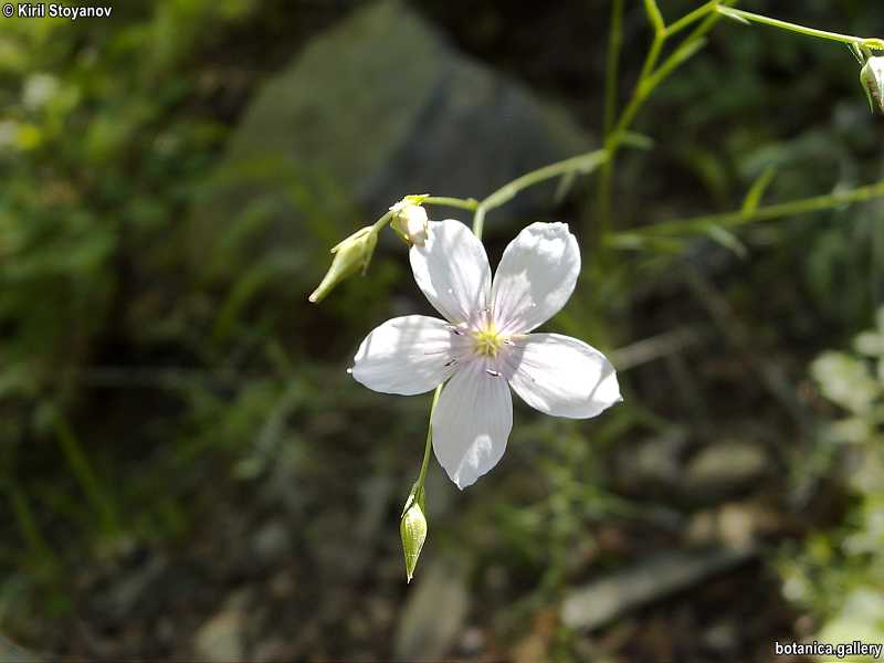 Linum tenuifolium