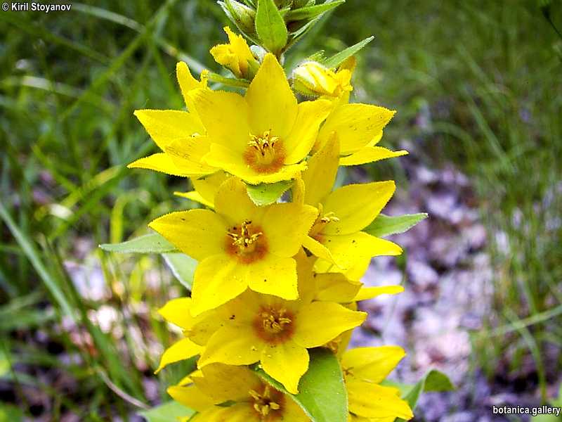Lysimachia vulgaris
