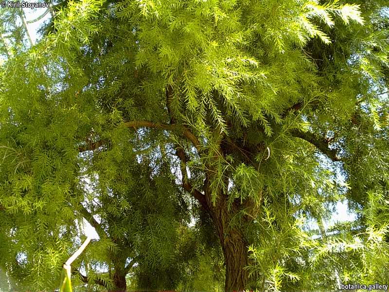 Melaleuca ericifolia