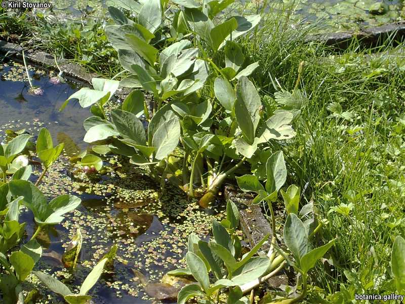Menyanthes trifoliata