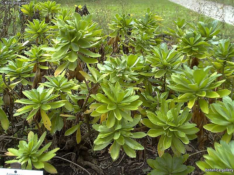 Nipponantherum nipponicum