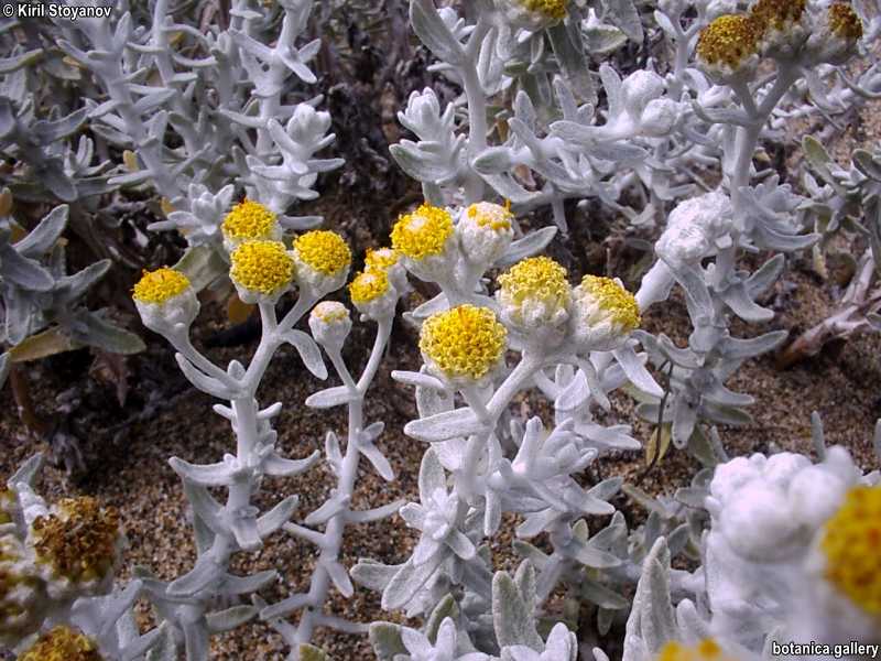 Otanthus maritimus