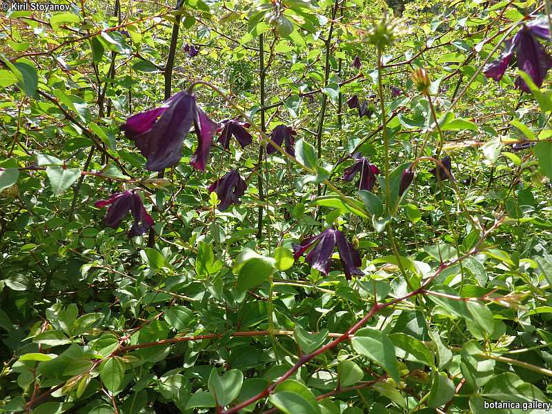Clematis viticella
