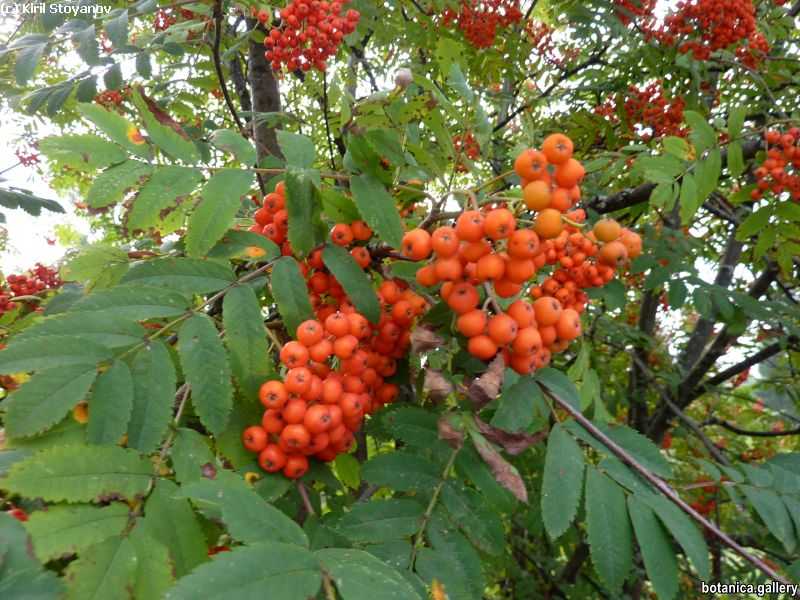 Sorbus aucuparia