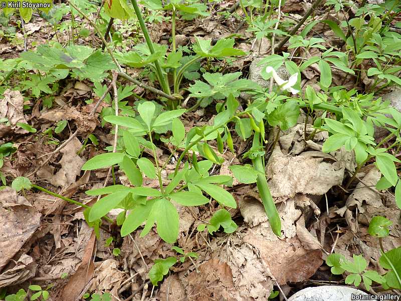 Corydalis slivenensis