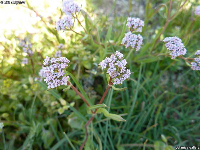 Valerianella muricata