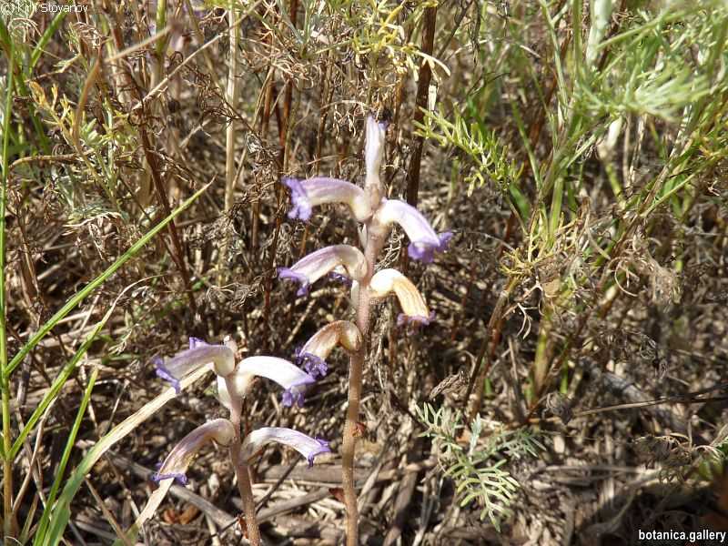 Orobanche cumana