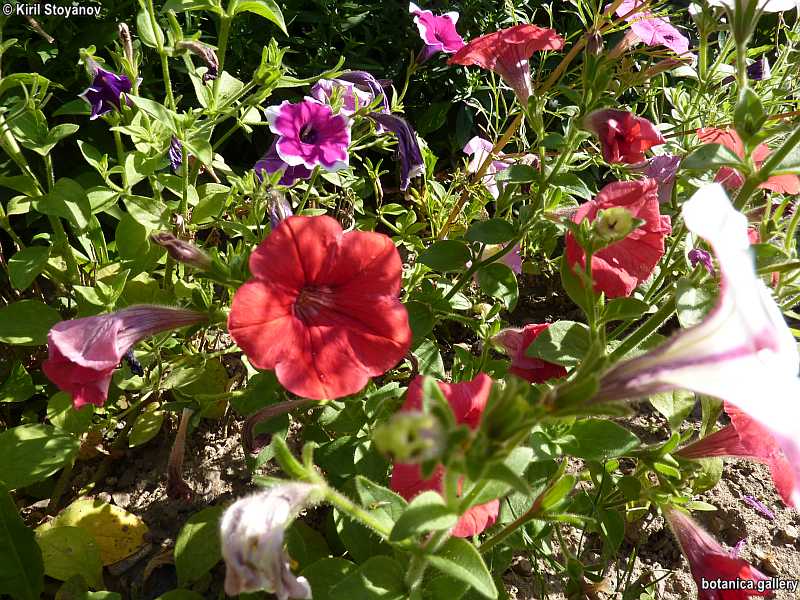 Petunia integrifolia