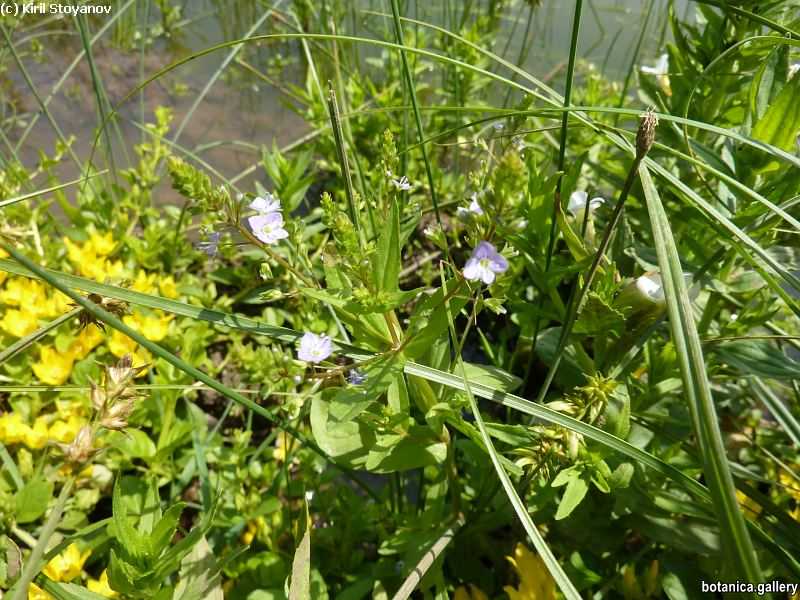 Veronica anagallis-aquatica