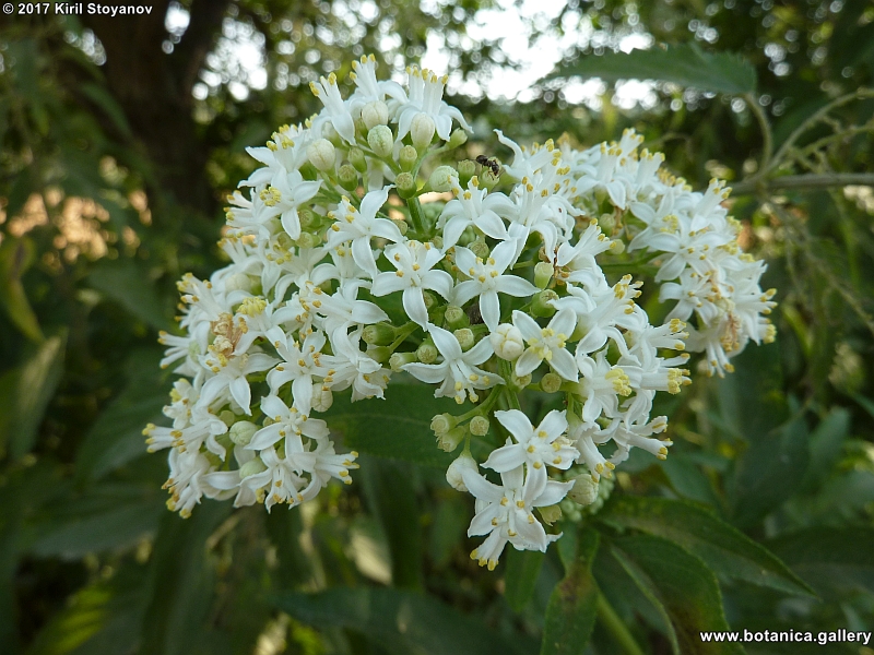 Sambucus deborensis