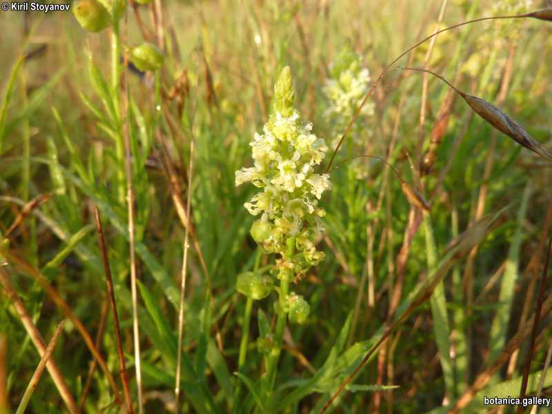 Reseda lutelola