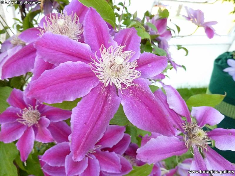 Clematis patens