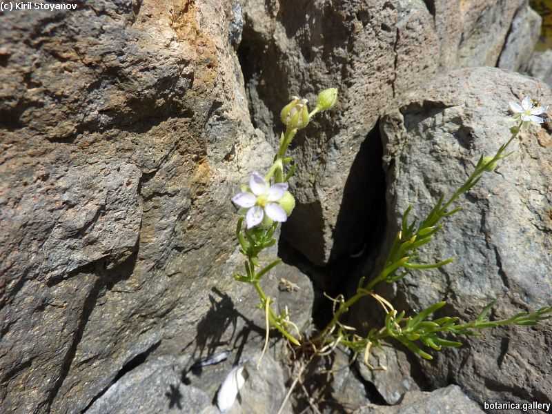 Spergularia media
