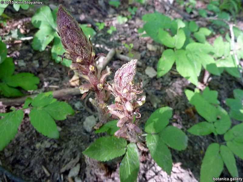 Orobanche hederae