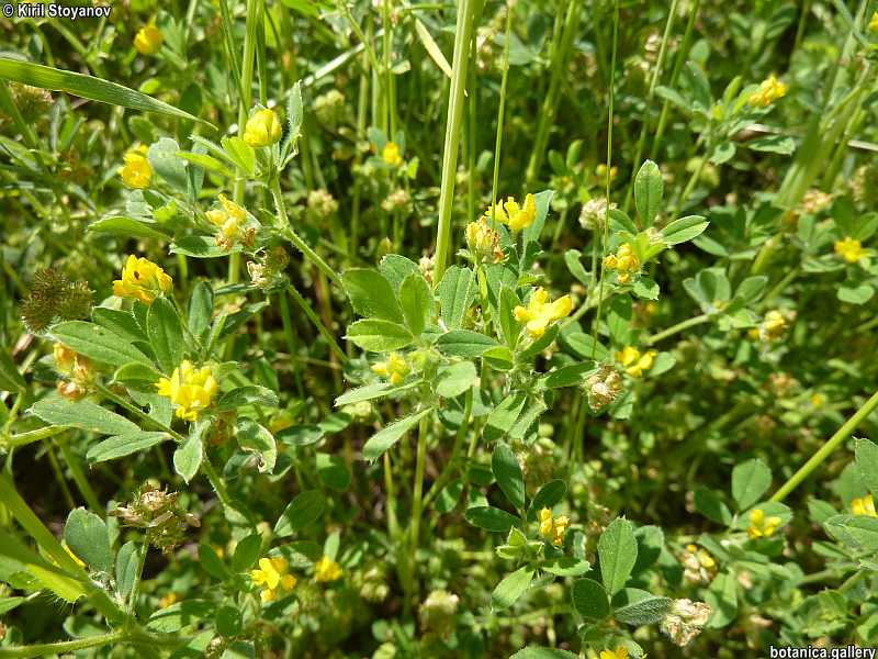 Medicago carstiensis