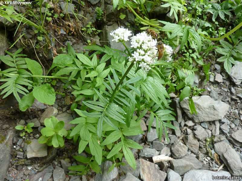 Valeriana officinalis