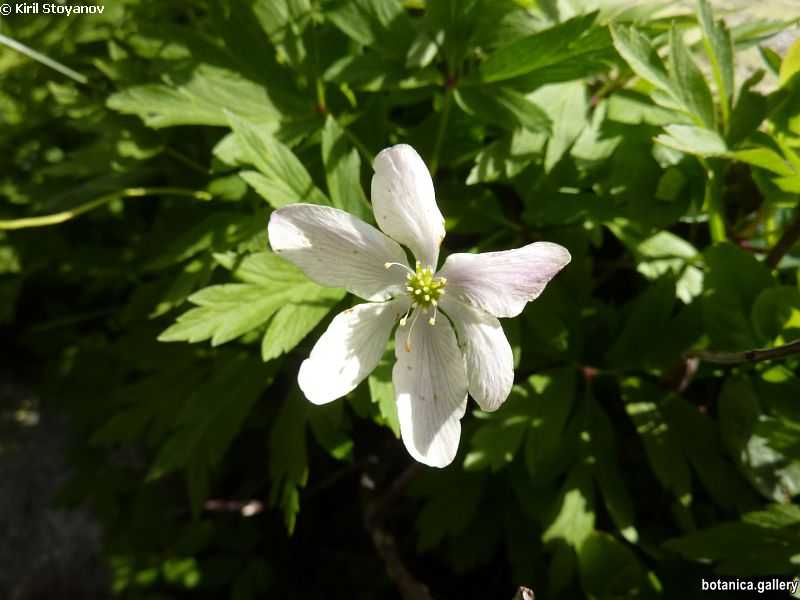 Anemone narcissiflora